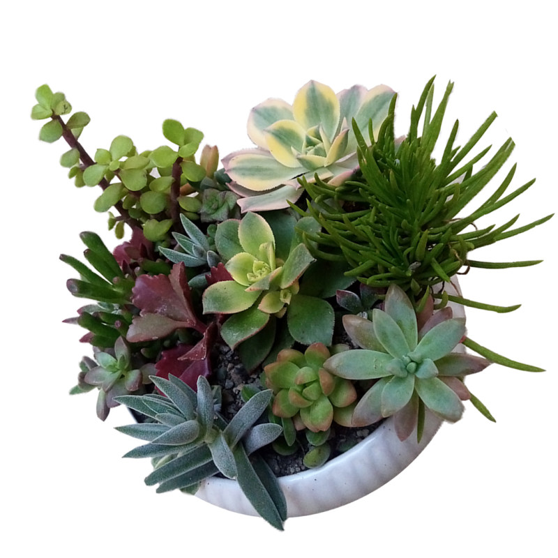 گل طبیعی کاکتوس مدل 02 گل طبیعی کاکتوس مدل 02