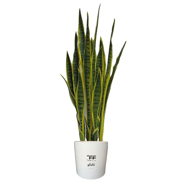 گل طبیعی سانسوريا ابلق تافکو کد 2022 گل طبیعی سانسوريا ابلق تافکو کد 2022