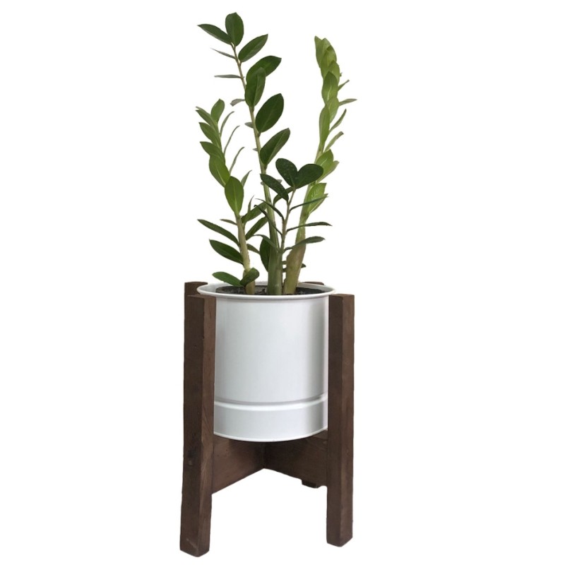 گیاه طبیعی زاموفیلیا با گلدان پایه دار مدل 284 گیاه طبیعی زاموفیلیا با گلدان پایه دار مدل 284