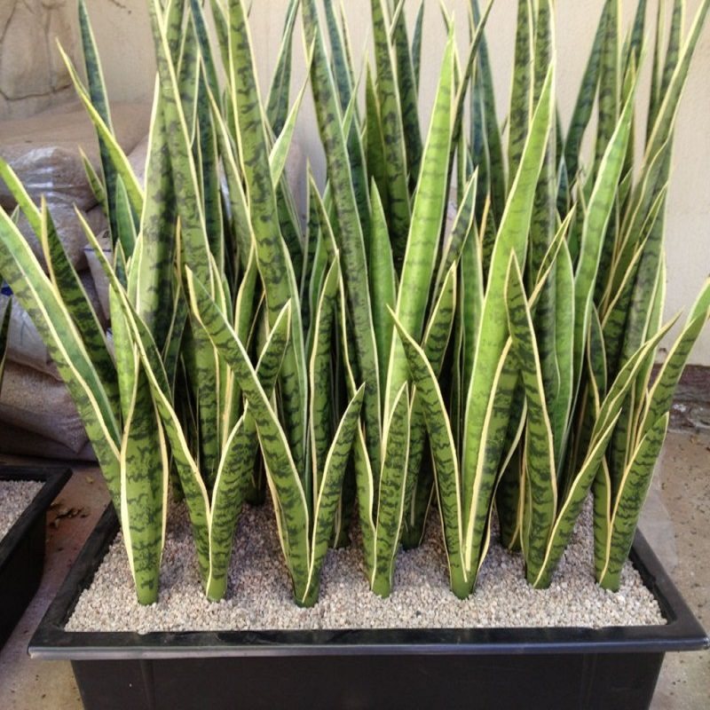 کود سانسوریا مدل 1001 حجم 100 میلی لیتر کود سانسوریا مدل 1001 حجم 100 میلی لیتر