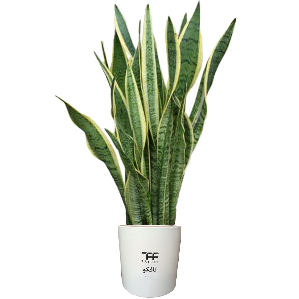 گل طبیعی سانسوريا ابلق تافکو کد 2022 گل طبیعی سانسوريا ابلق تافکو کد 2022