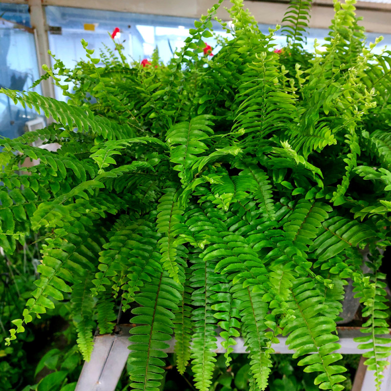 گیاه طبیعی سرخس مدل F-40 گیاه طبیعی سرخس مدل F-40