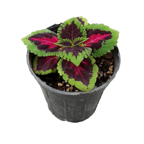 گیاه طبیعی حسن یوسف کد G05 گیاه طبیعی حسن یوسف کد G05