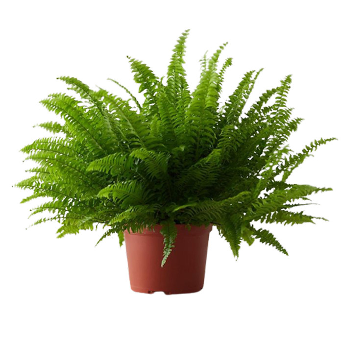 گیاه طبیعی سرخس مدل F-40 گیاه طبیعی سرخس مدل F-40