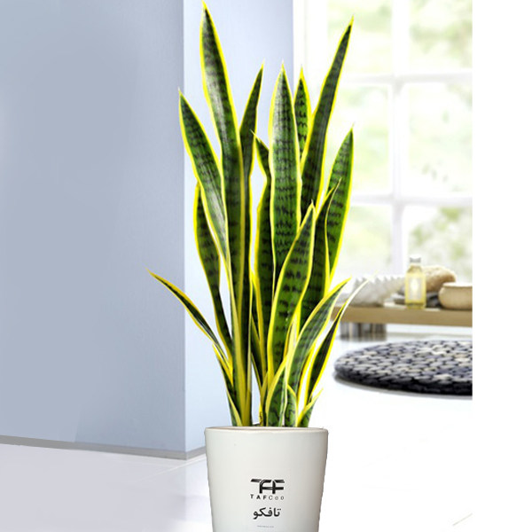 گل طبیعی سانسوريا ابلق تافکو کد 2022 گل طبیعی سانسوريا ابلق تافکو کد 2022