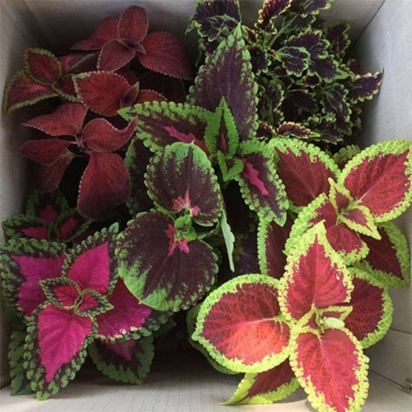 گیاه طبیعی حسن یوسف کد G05 گیاه طبیعی حسن یوسف کد G05