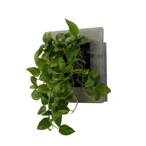 قاب سبز چوبی برای گل